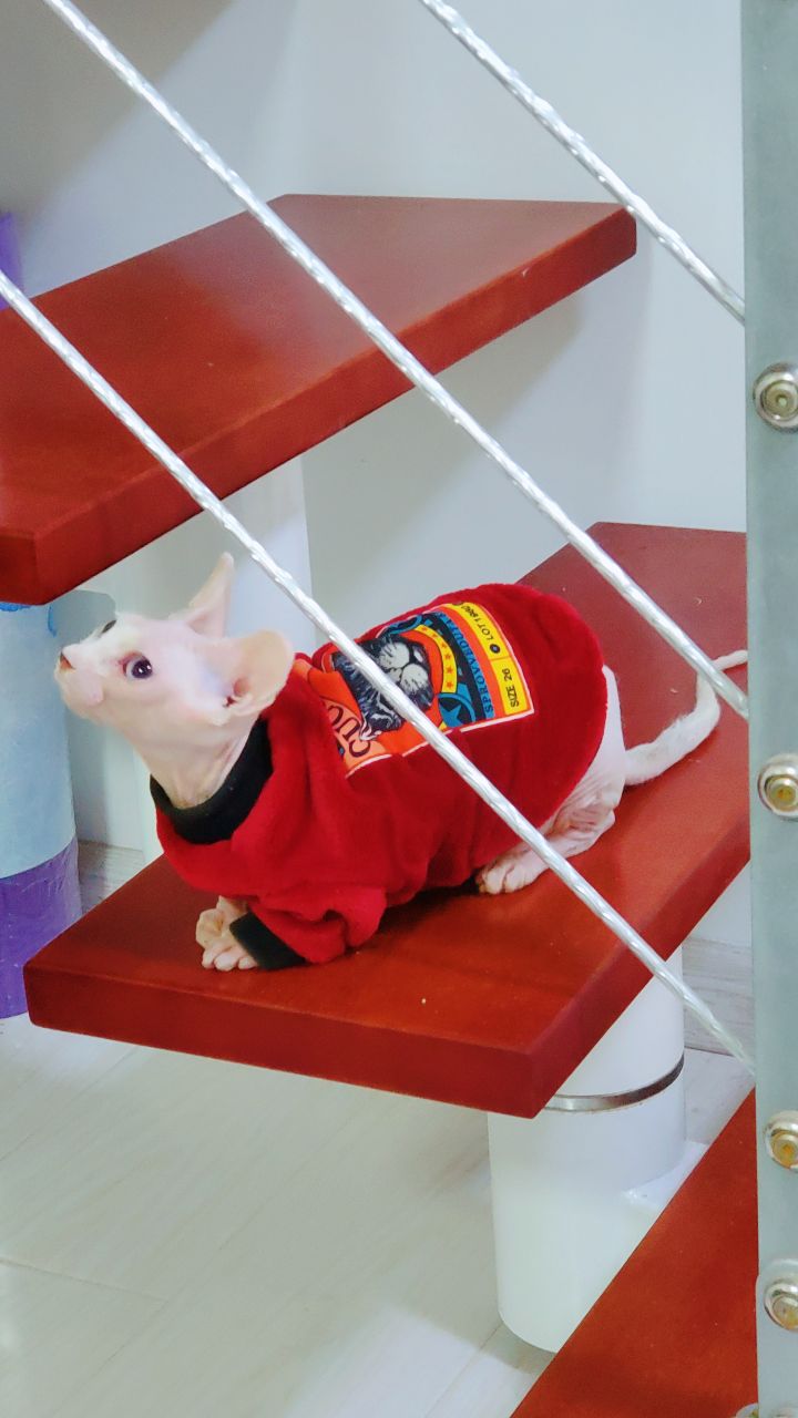 伴侣猫推荐,无毛猫斯芬克斯好不好