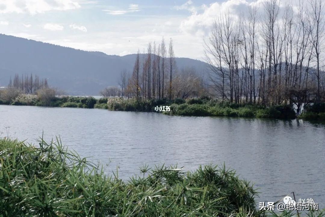 两只悠闲自在的乌龟,两只互动性很强的小乌龟