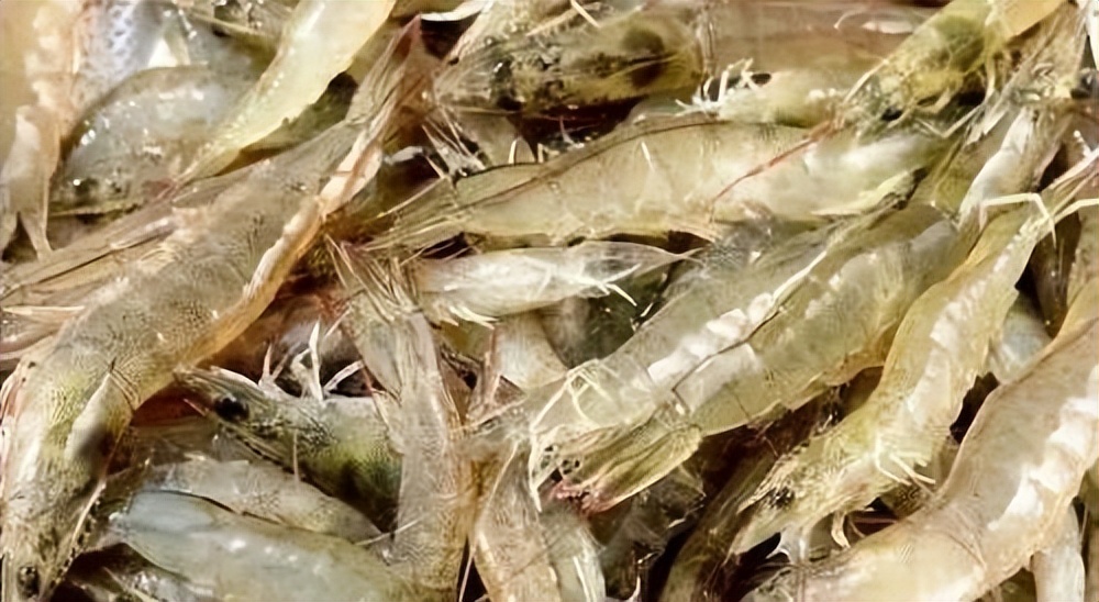 海洋动物体内的原肌球蛋白含量，是否会引起人体食物过敏？