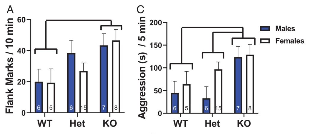 给仓鼠做基因编辑实验,给仓鼠做病毒检测