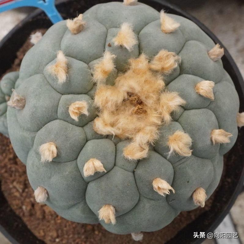 新手养什么仙人球,仙人球难养品种