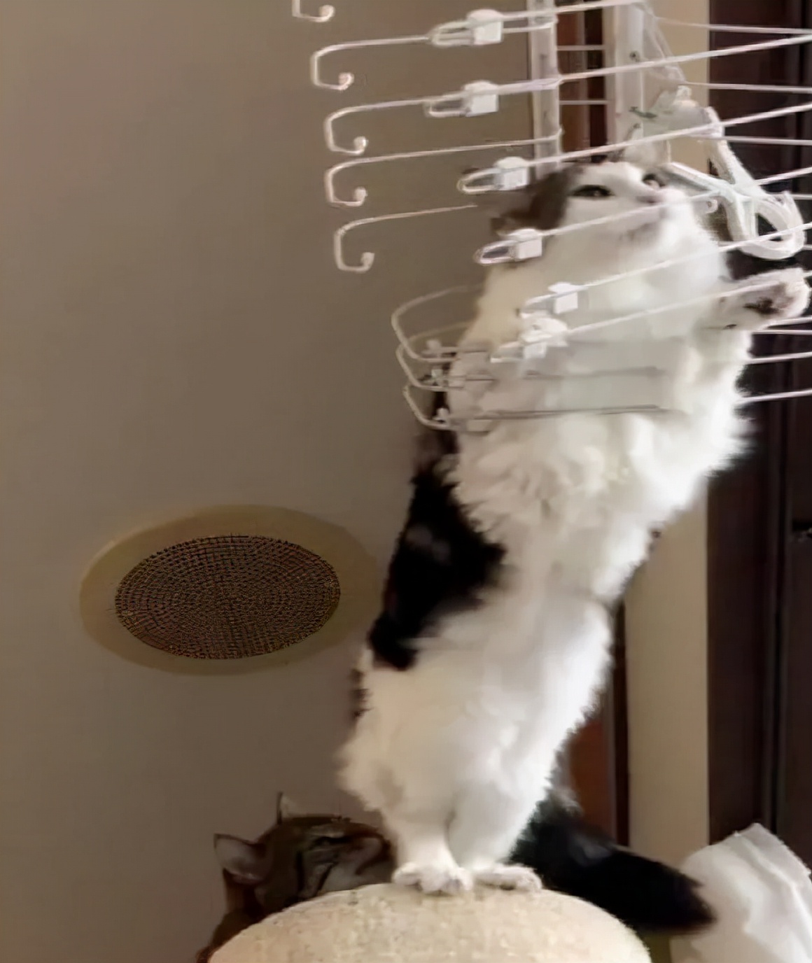 别人家的猫是液体还是固体,猫都是水做的