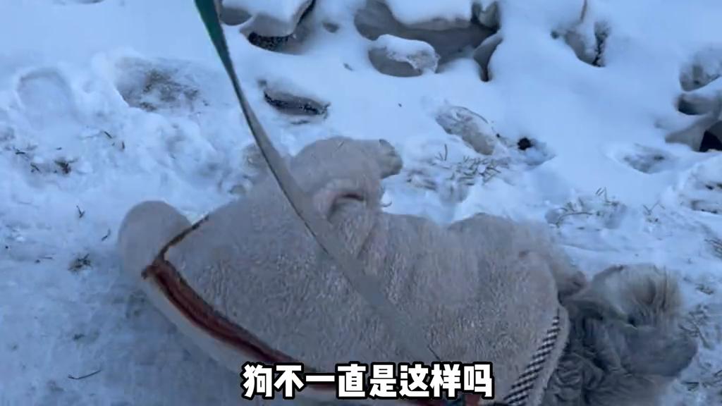 狗狗腿上受伤了怎么包扎,狗狗受伤后疼的全身发抖怎么办