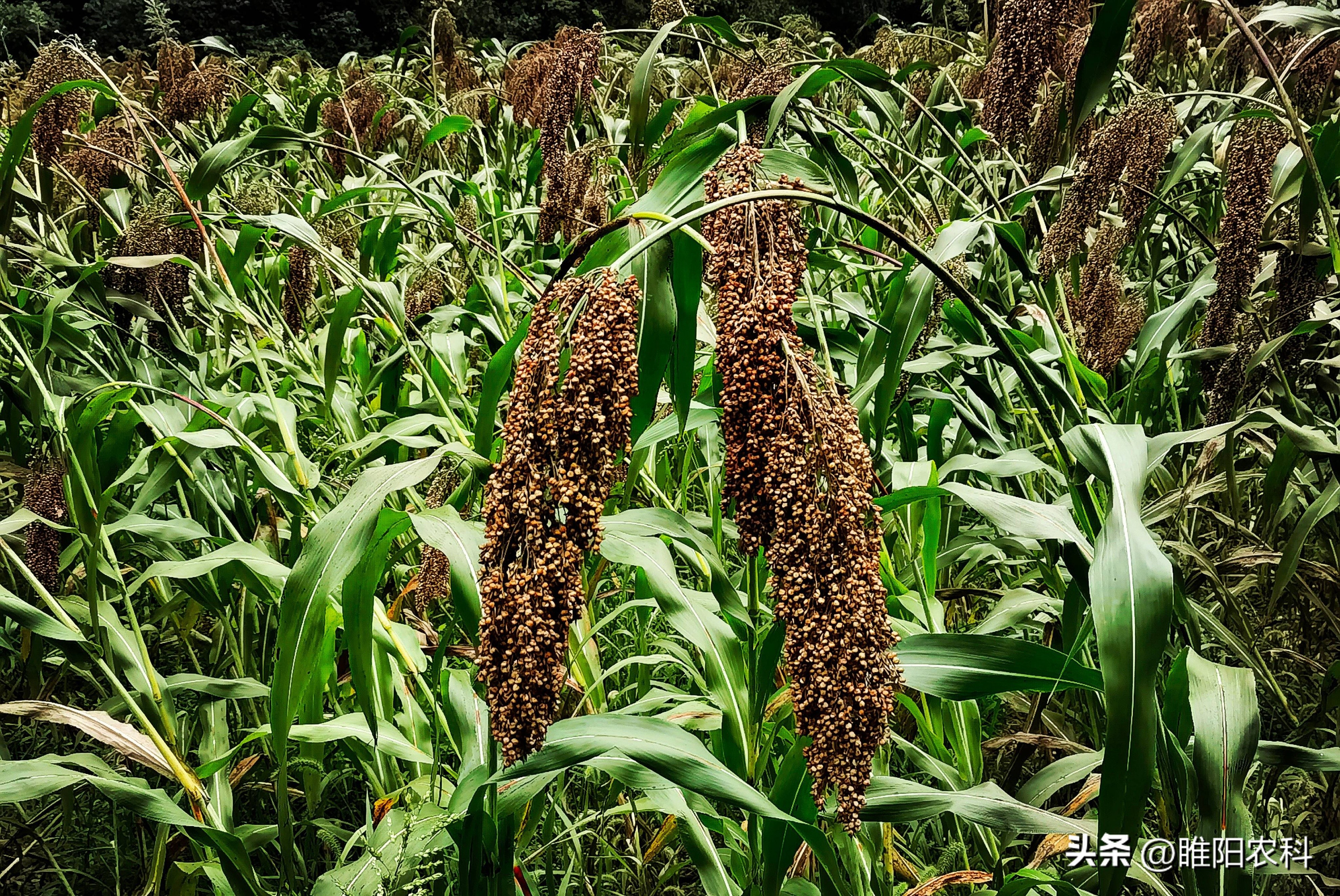 明年挣钱的几大种植项目大全,种植什么能一亩利润5000
