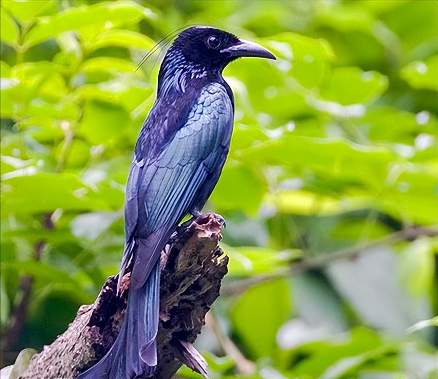 鸟儿大全高清图,高清珍稀鸟动态图片大全