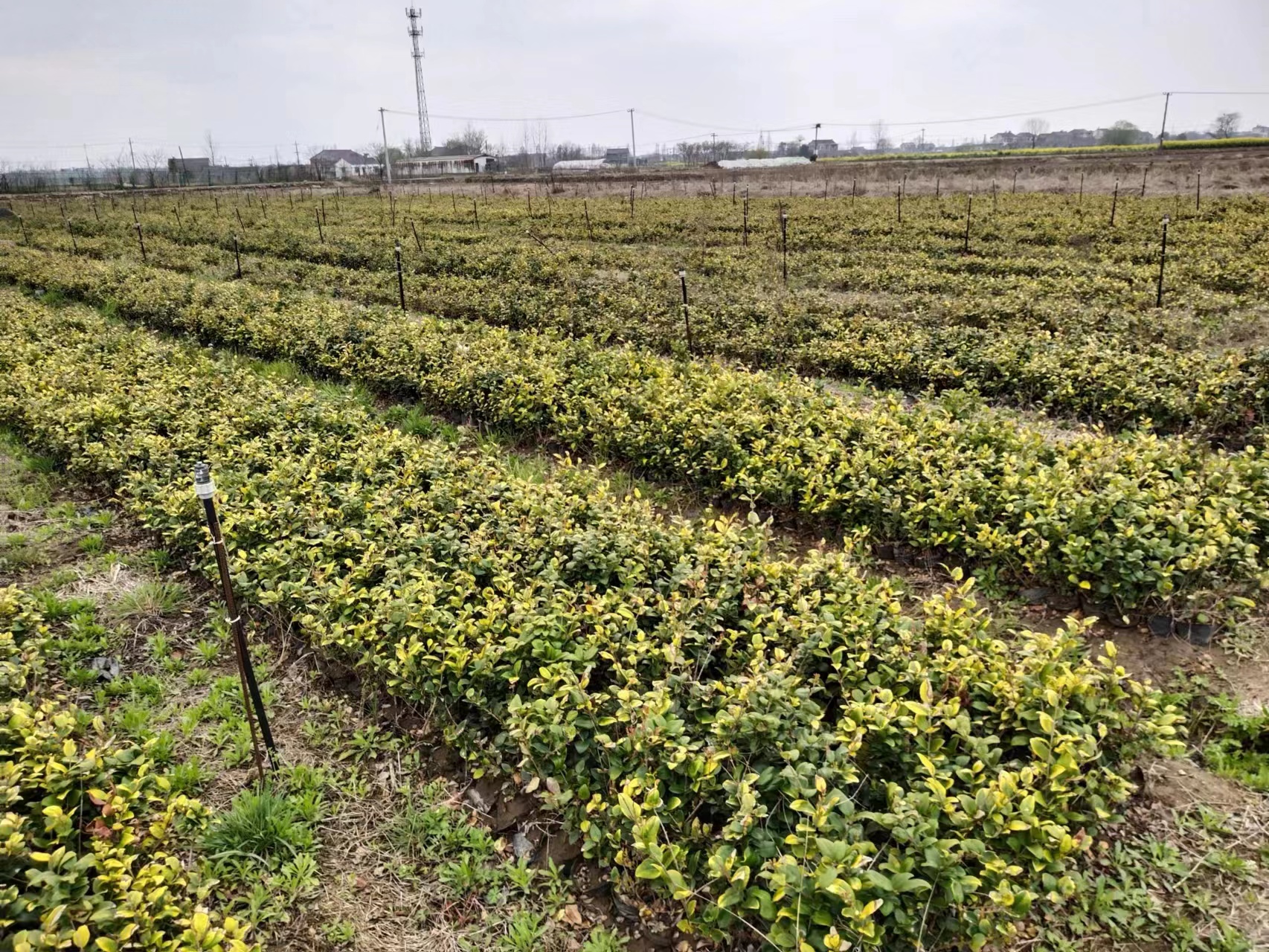 2011鑻楁湪琛屼笟鏈潵鍙戝睍瓒嬪娍,鑽ｄ匠鑻楁湪