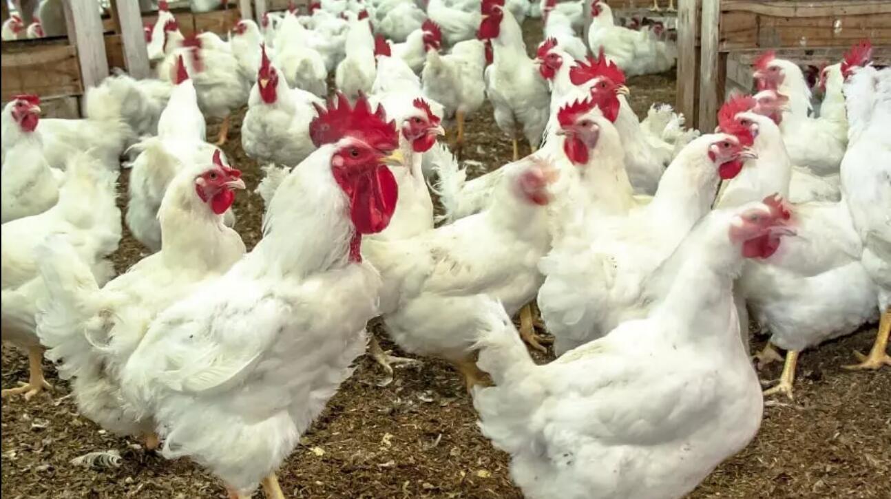 一国一品走进拉美,一国一品