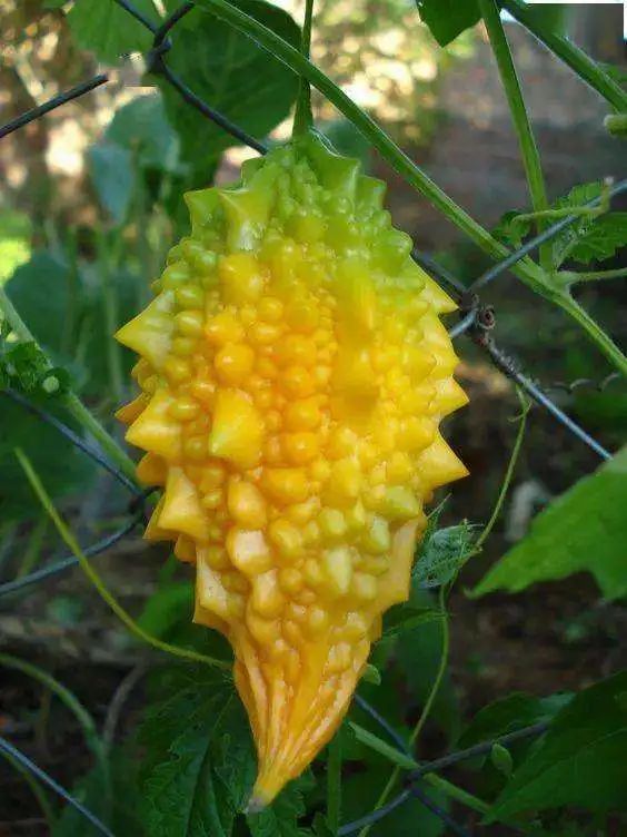 金铃子——童年趣事（82）