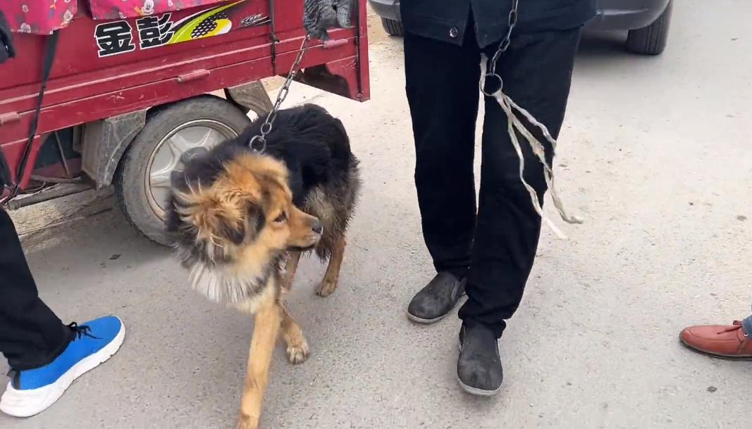 河南:200块,瘦德牧进了笼,发现大爷不舍,大娘:咱俩喂不起