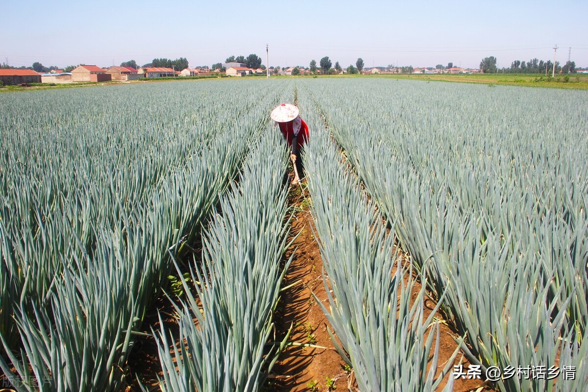 葱和韭菜上的白点怎么回事,韭菜上面长白点是什么原因