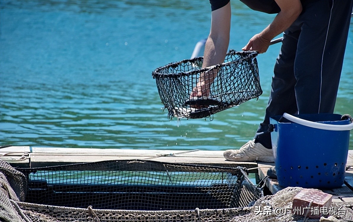 休渔期到了吗,开渔期的广东海鲜市场