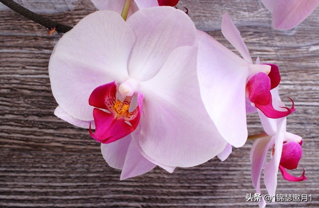 梅兰竹菊的风景图片,紫色芙蓉花美图