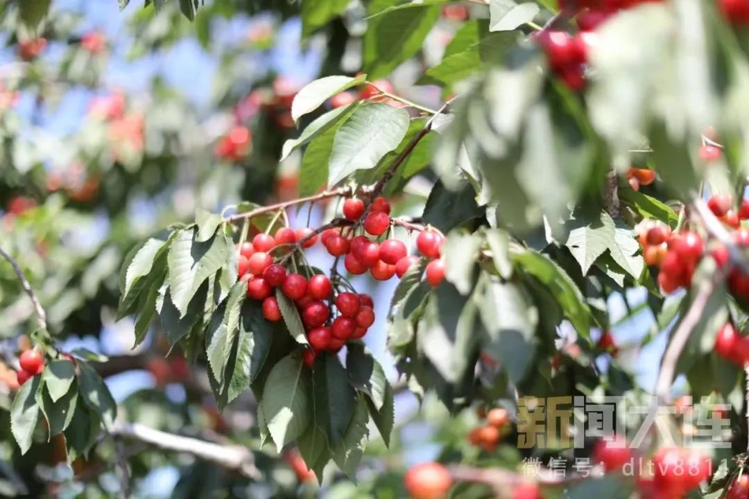 五一樱桃采摘攻略路线,新鲜樱桃采摘自驾路线