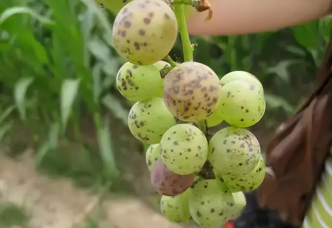 葡萄刚谢花打什么药,葡萄谢花后怎么保果