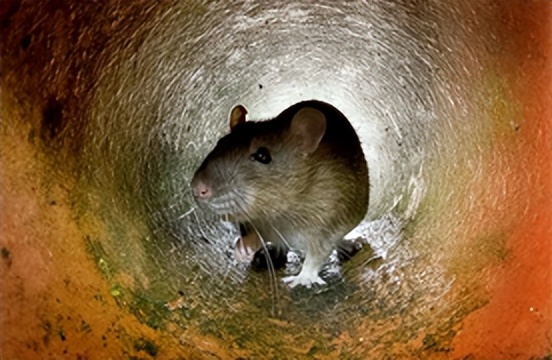 刘玉平与蛇同居,刘玉平与蛇相处视频