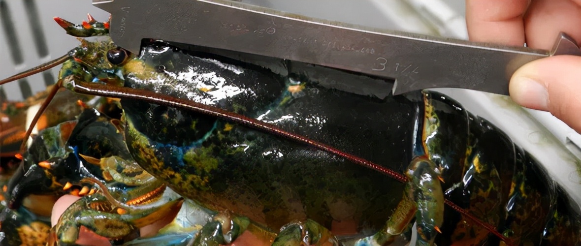 怎么挑选波龙,玫瑰龙虾和波龙的区别在哪