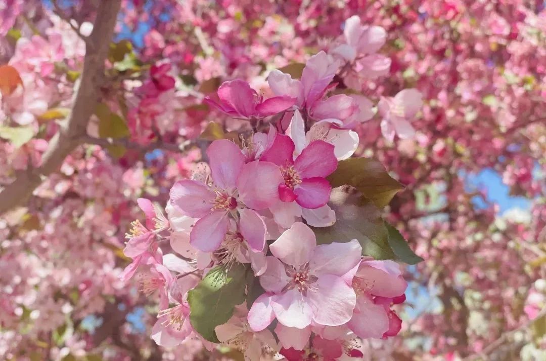 相邀北京冬奥公园看花海！首届永定河海棠赏花节来喽~