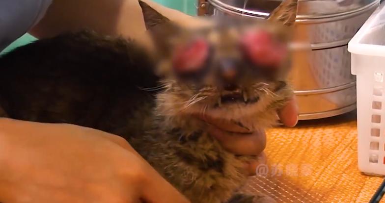 猫咪失明眼球肿大凸出,猫咪失明但眼睛装下了整片星空