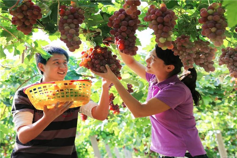 四川雅安糖心苹果自然采摘,雅安苹果采摘