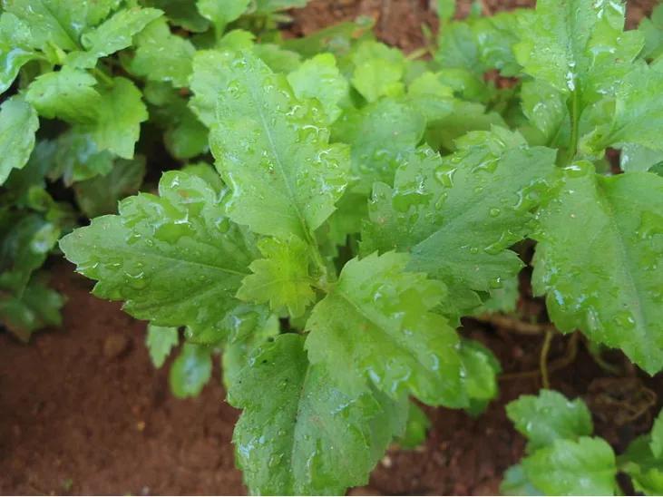 南京菊花脑是啥,南京的菊花脑是几月出来的