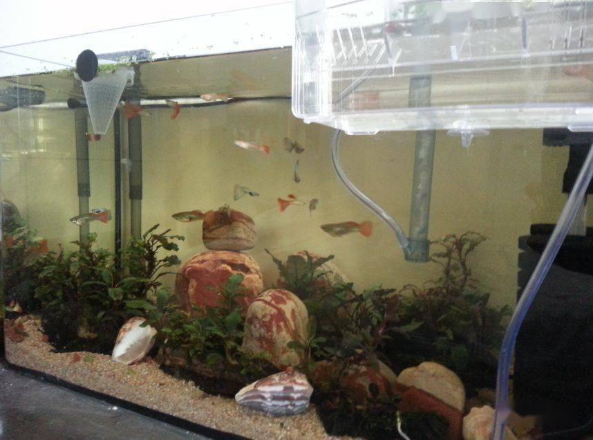 水下叶迷你辣椒榕,蓝精灵辣椒榕在水下开花吗