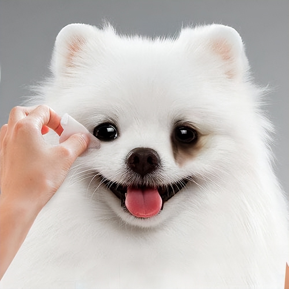 博美有泪痕处理方法,博美有泪痕怎么除掉