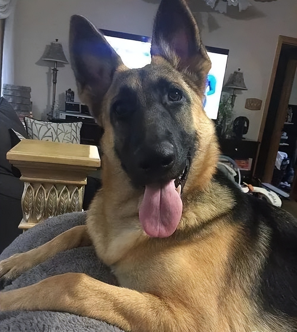 为什么德牧不适合家养,为什么德牧犬不看家护院