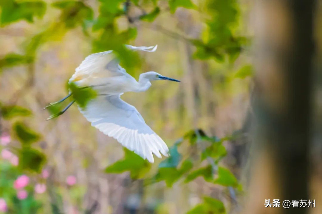 苏州赏花的地方,苏州三月中旬赏花去处