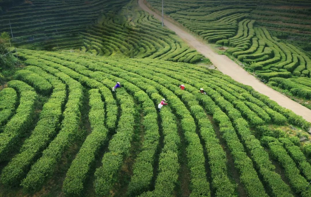 今晚有茶|来自“白水岩”的三泡茶，山水之间的柔和刚