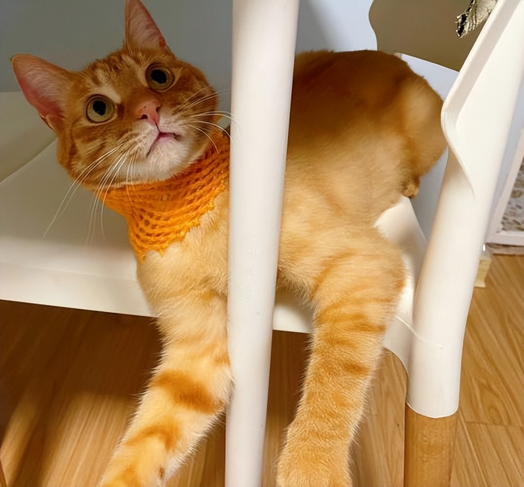 买猫容易被骗,买猫好难