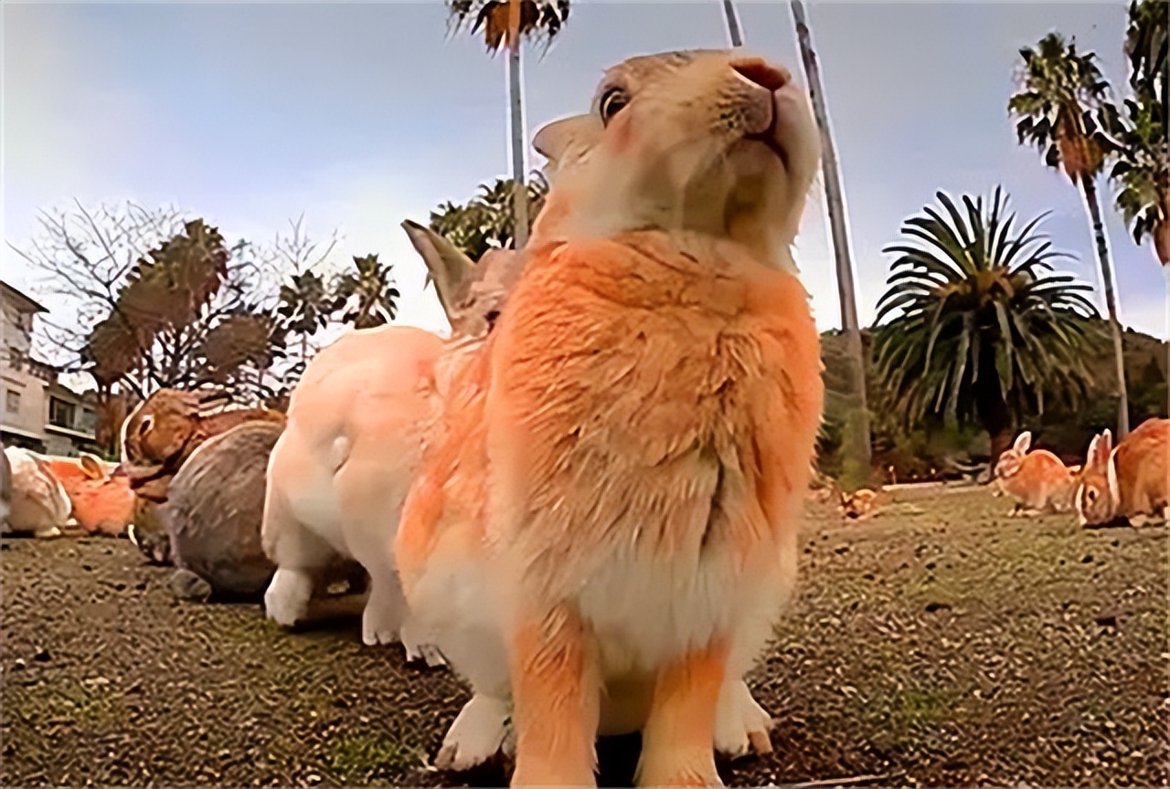 澳大利亚野兔泛滥成灾的原因,澳大利亚的野兔成灾结局