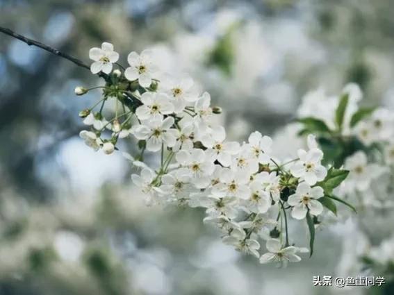 今天农历四月十五，你知道是什么日子吗？老祖宗的谚语怎么说的