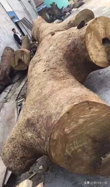 顶级金丝楠乌木有收藏价值吗,金丝楠阴沉木乌木小叶桢楠碳化木