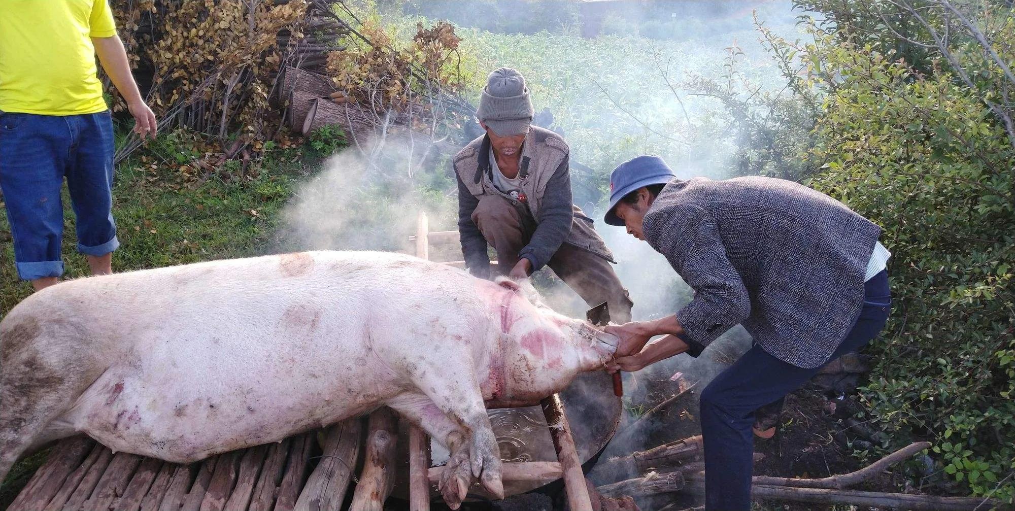 养猪自己屠宰出售犯法吗 (自养猪宰杀销售违法吗)
