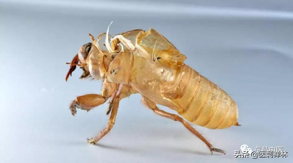 蝉的禅意深度有多深,蝉意与禅意