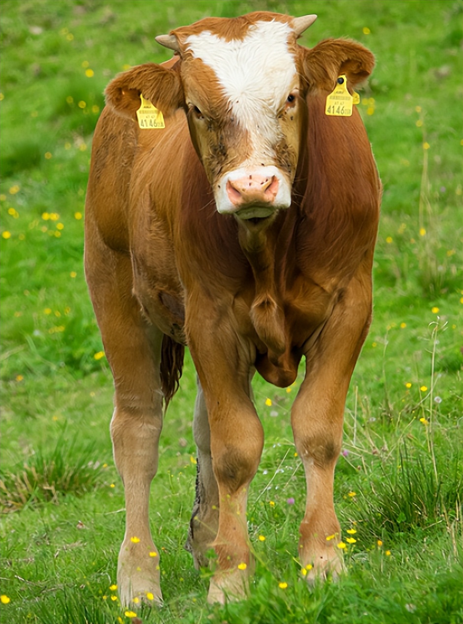 澳洲牛肉为什么那么嫩肉质松软,澳洲牛肉是真的好吗