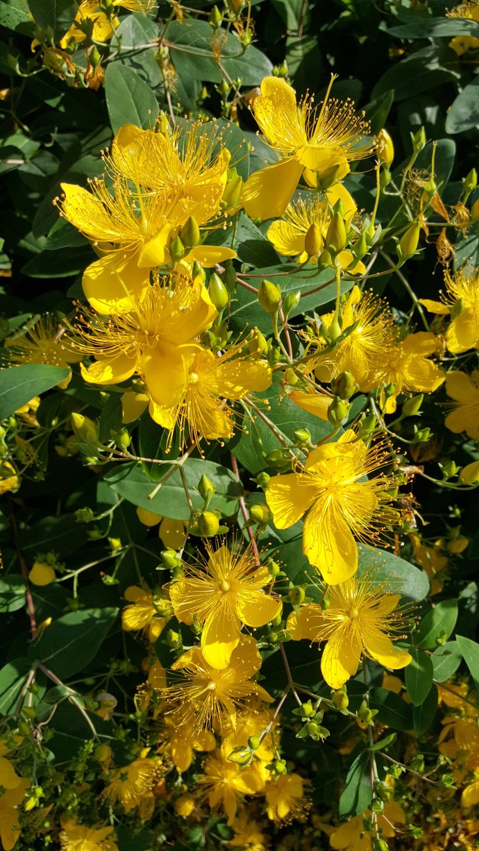 视觉盛宴五种赏花名花供您选择,春天十种最美的花介绍