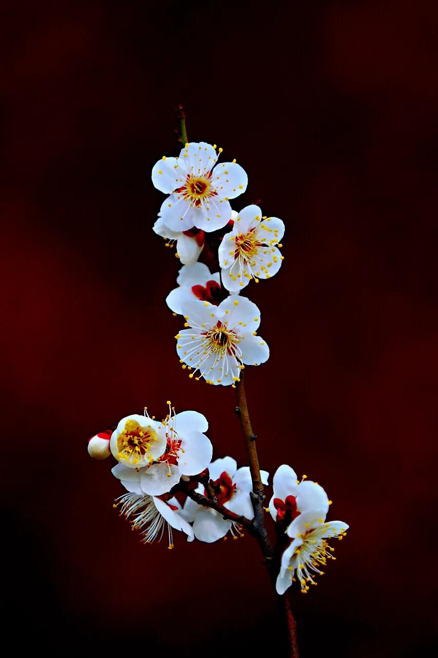 白梅蕴含的品格,白梅寓意