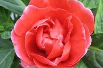 一花一世界一念一佳人的图片,一花一世界一叶一春秋图片