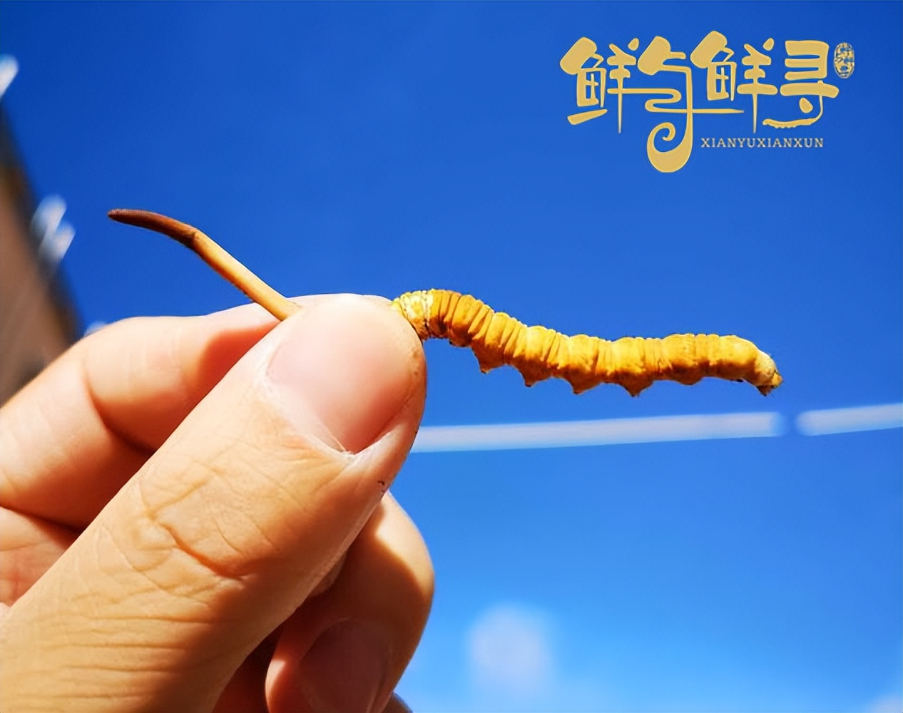 冬虫夏草鲜草怎样购买,鲜冬虫夏草价格