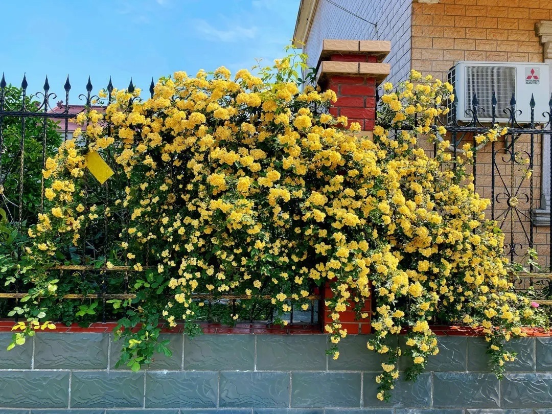 适合小院养的好看又常开花的花,院子里好养的花四季开花
