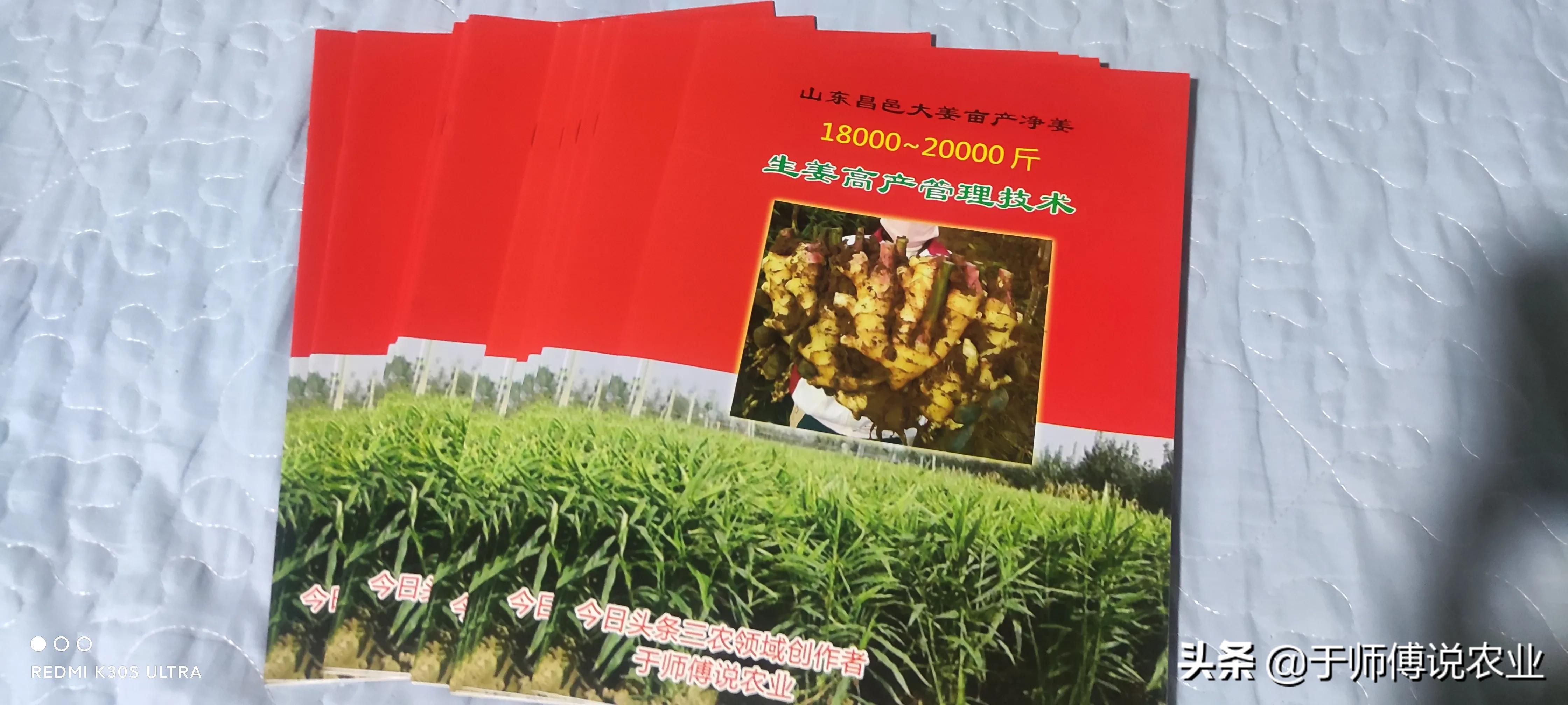 姜的种法和田间管理,大姜出齐苗后如何管理