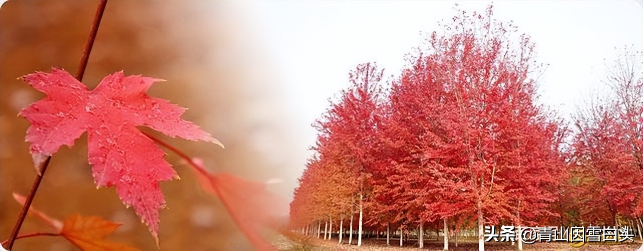 种树发财的人,种树能致富