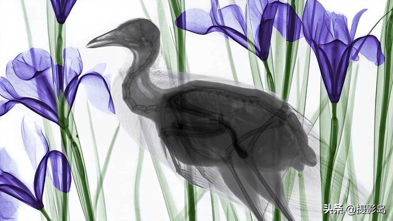 x射线数字成像检测专家,x射线专家