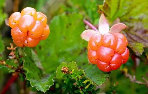 奇珍异果有哪些,世界上的奇珍异果大图