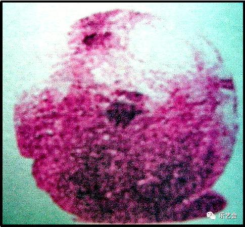 孙汝初《论鲜为人知的中国古代科技发明事实—从奥运取圣火说起》