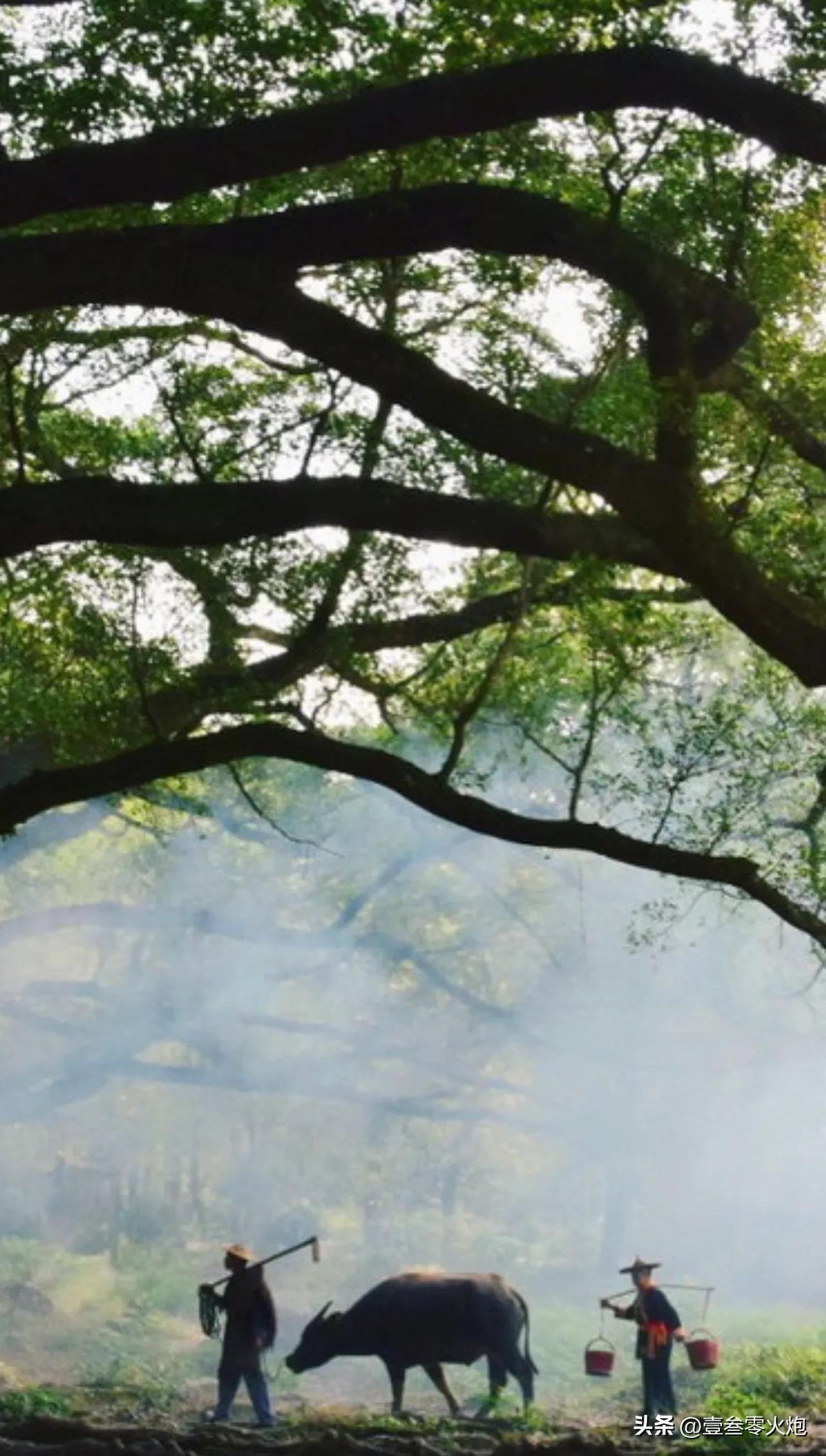 放牛时的那些事，你干过吗