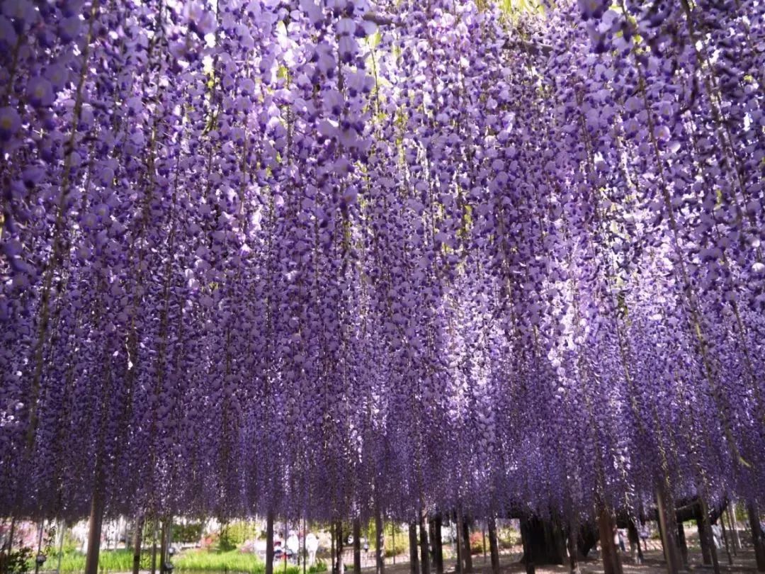 日本樱花春日游,关于日本的仙气美景樱花