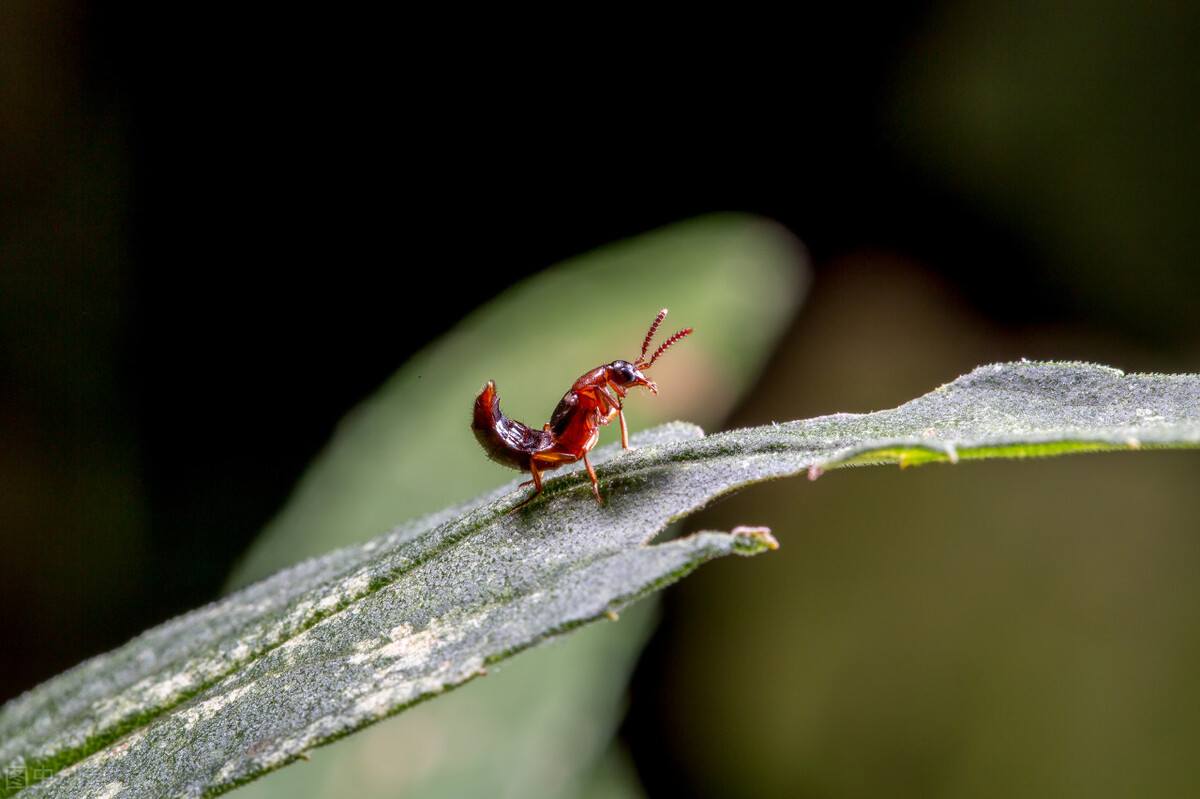 隐翅虫导致皮肤腐烂,隐翅虫腐烂在皮肤上怎么办