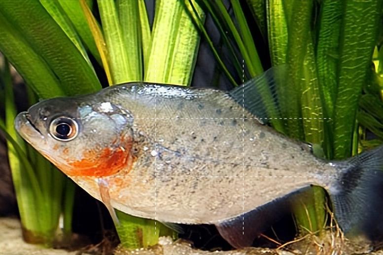 淡水白鲳鱼多少钱一斤2020,白鲳鱼多少钱一条